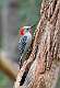 3: Woodpecker - Red-bellied-3