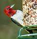 338: Woodpecker - Red-headed-1