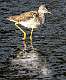 344: Yellowlegs - Greater-1