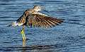 345: Yellowlegs - Greater-2