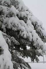 12: DonManfria_2025-312