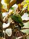 1: Amazon - Yellow-headed M1
