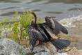 2: Anhinga M1