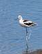 4: Avocet - American M3