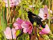 7: Blackbird - Redwing M4 with Mallows