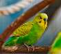 27: Budgerigar M1 parakeet