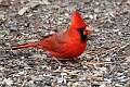 41: Cardinal - Northern M3 Female