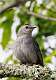 49: Catbird - Gray M3