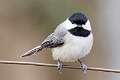 57: Chickadee - Carolina - M1