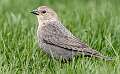 33: Cowbird - Brown-headed-2