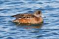 94: Duck - American Wigeon M3 female