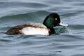 133: Duck - Greater Scaup M1 male