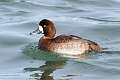 134: Duck - Greater Scaup M2 Female