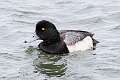 135: Duck - Greater Scaup M3