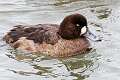 136: Duck - Greater Scaup M4 female