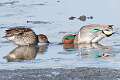 140: Duck - Green-winged Teal M3