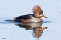 155: Duck - Hooded Merganser M3 female