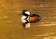 156: Duck - Hooded Merganser M4