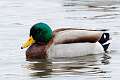173: Duck - Mallard M1 male