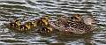 179: Duck - Mallard M7 chicks