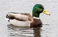 182: Duck - Mallard-3