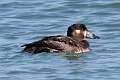 221: Duck - Surf Scoter M2 female