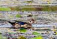 97: Duck - Wood-1