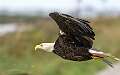 244: Eagle - Bald-2.jpg