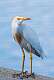 104: Egret - Cattle M1