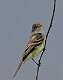 118: Flycatcher - Willow M1