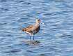 122: Godwit - Hudsonian M2