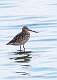 123: Godwit - Marbled M1