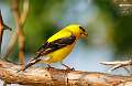 124: Goldfinch - American M2