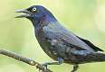 315: Grackle - Common-2