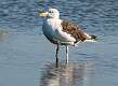 144: Gull - Great Black-backed-2