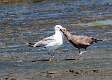 145: Gull - Herring M2