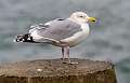 341: Gull - Herring-8