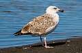 149: Gull - Lesser Black-backed