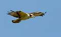 158: Hawk - Osprey-1