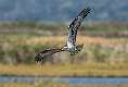 159: Hawk - Osprey-3