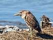 163: Heron - Black-crowned Night M6