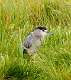 372: Heron - Black-crowned Night M7