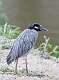 293: Heron - Yellow-crowned Night M3