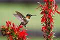179: Hummingbird - Ruby-throated M2
