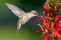 180: Hummingbird-1
