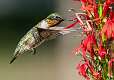 181: Hummingbird-4