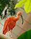 185: Ibis - Scarlet M2