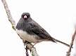 444: Junco - Dark-eyed-3