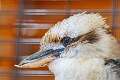 205: Kookaburra - Laughing M1
