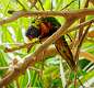 210: Lorikeet - Swainson's M1